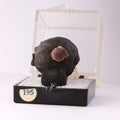 Front view of Pyrolusite mineral specimen from N'Chwaning, Kalahari Manganese Fields, South Africa